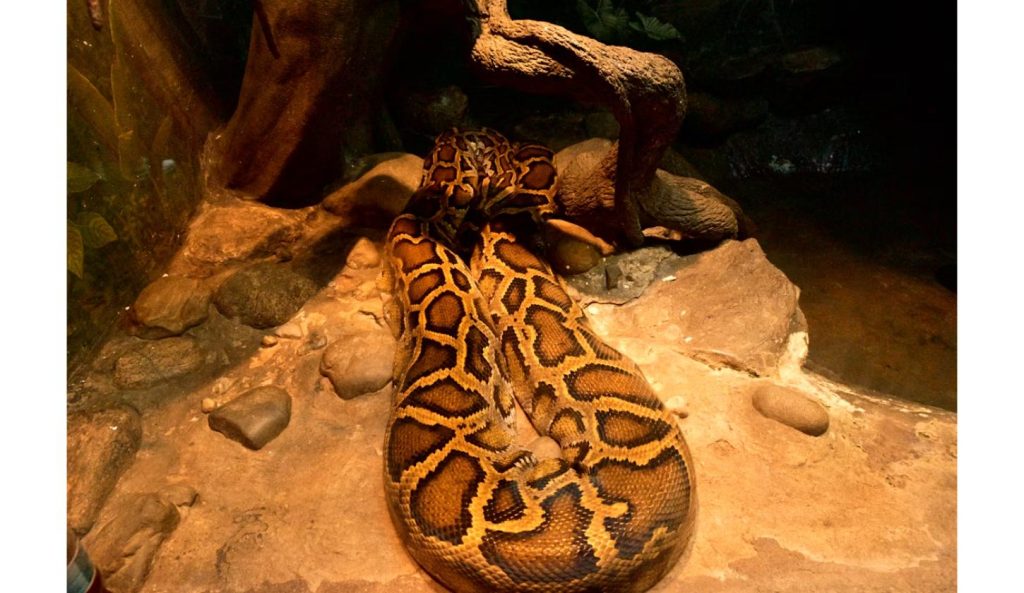 Burmese python coiled on rocks, illustrating the size researchers studied in the new gape capacity study