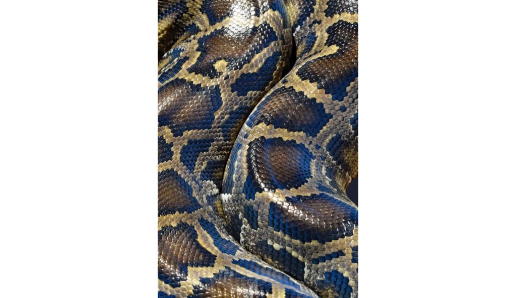 Close-up of a Burmese python's patterned scales representing the invasive species spreading across Florida