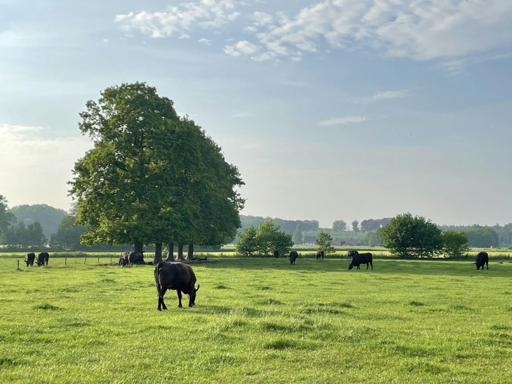 Dairy cattle grazing in a green pasture, representing the U.S. dairy industry amid the protein craze
