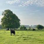 Dairy cattle grazing in a green pasture, representing the U.S. dairy industry amid the protein craze