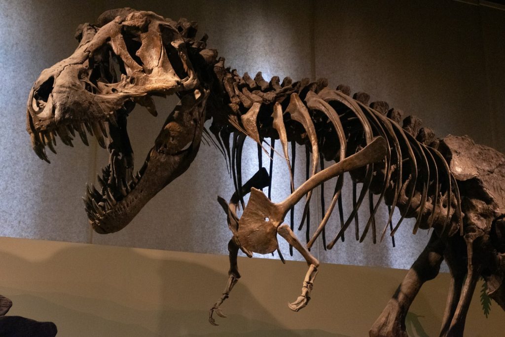 T. rex skeleton fossil auction Gus