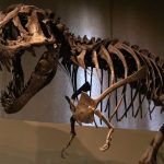 T. rex skeleton fossil auction Gus